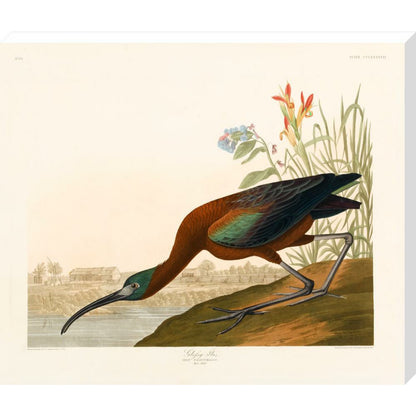 Glossy Ibis - Art print