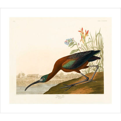 Glossy Ibis - Art print