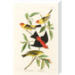 Louisiana Tanager and Scarlet Tanager