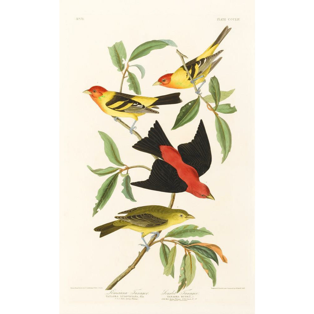 Louisiana Tanager and Scarlet Tanager