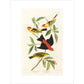 Louisiana Tanager and Scarlet Tanager
