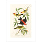 Louisiana Tanager and Scarlet Tanager