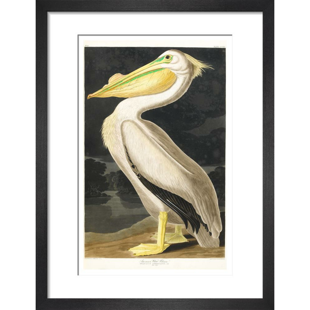 American White Pelican - Art print