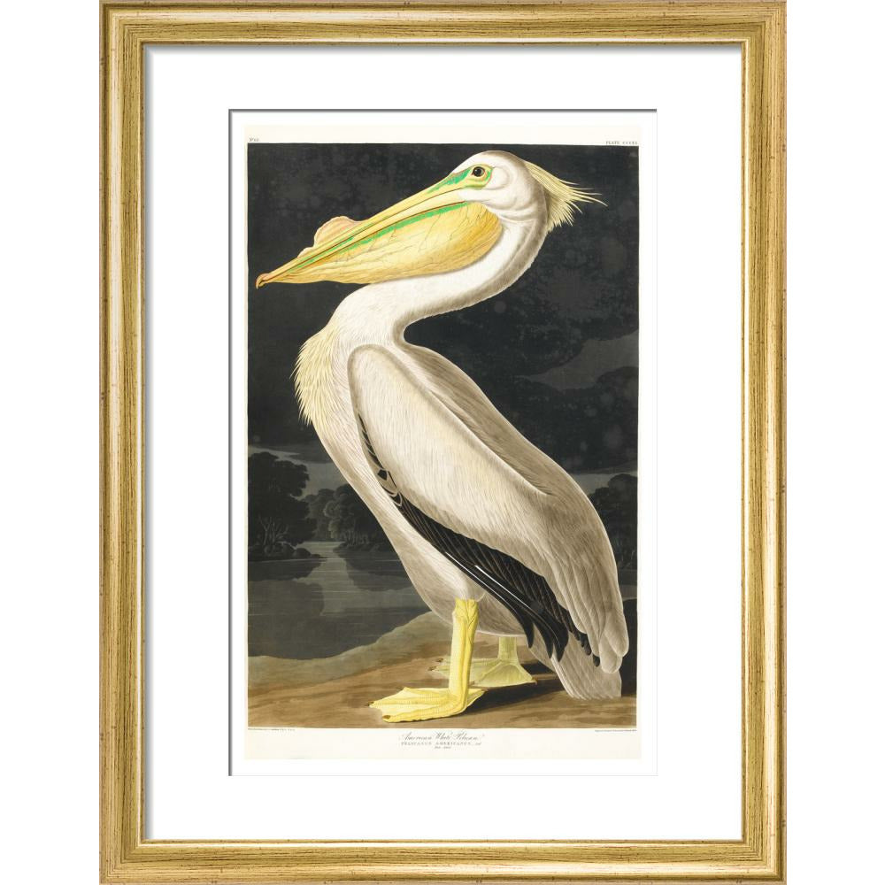 American White Pelican - Art print