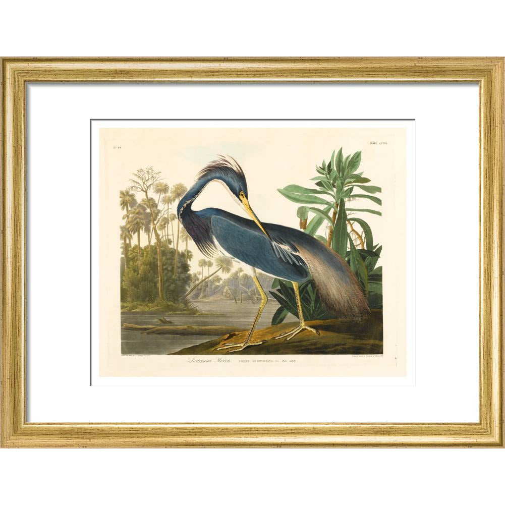Louisiana Heron - Art print