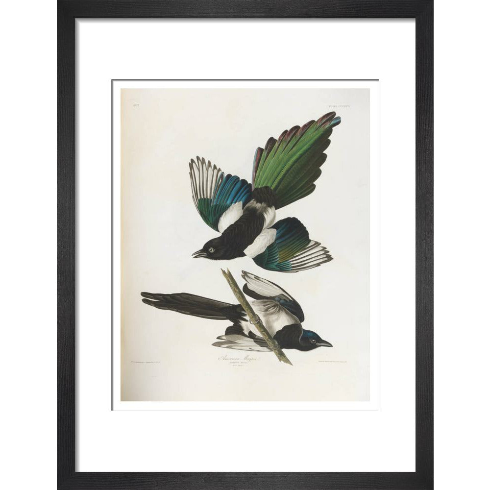 American Magpie - Art print