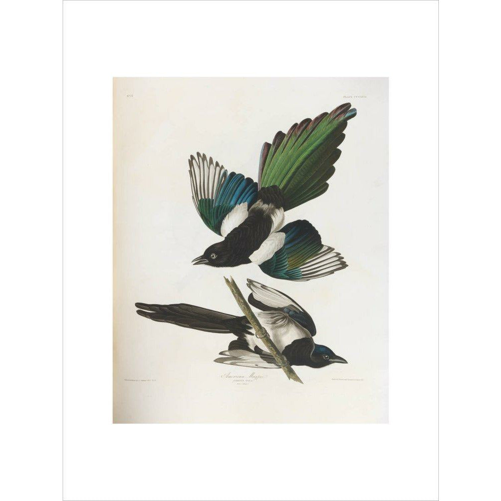 American Magpie - Art print