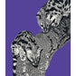 Large Spotted Genet on Purple - Art print