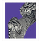 Large Spotted Genet on Purple - Art print