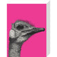 Ostrich on Pink - Art print