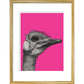 Ostrich on Pink - Art print