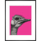 Ostrich on Pink - Art print