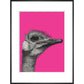 Ostrich on Pink - Art print