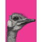 Ostrich on Pink - Art print