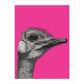 Ostrich on Pink - Art print