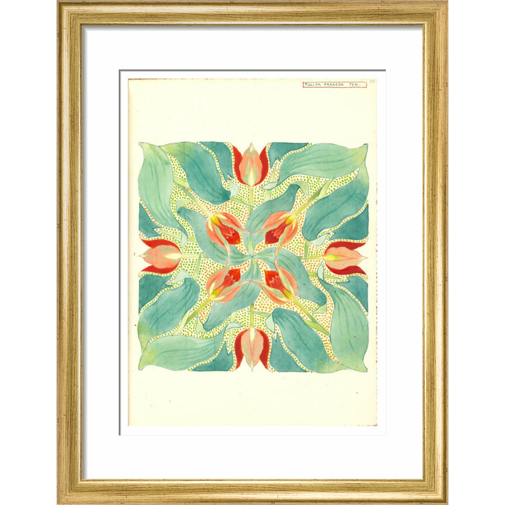 Sun's Eye Tulip - Art print