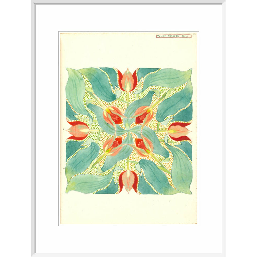 Sun's Eye Tulip - Art print