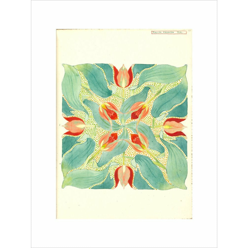 Sun's Eye Tulip - Art print