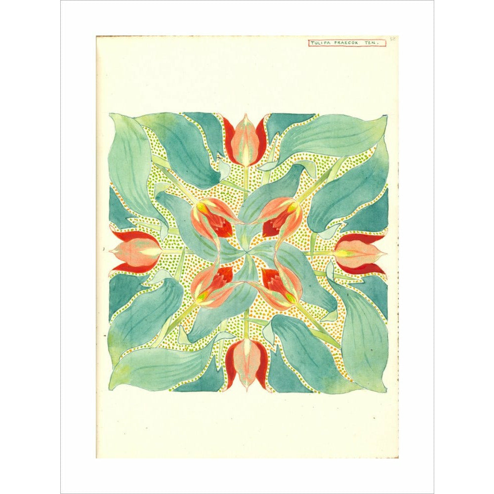 Sun's Eye Tulip - Art print