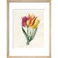 Three Lily Tulips - Art print