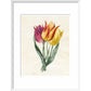 Three Lily Tulips - Art print