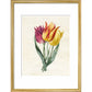 Three Lily Tulips - Art print