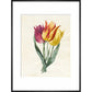 Three Lily Tulips - Art print