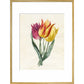Three Lily Tulips - Art print
