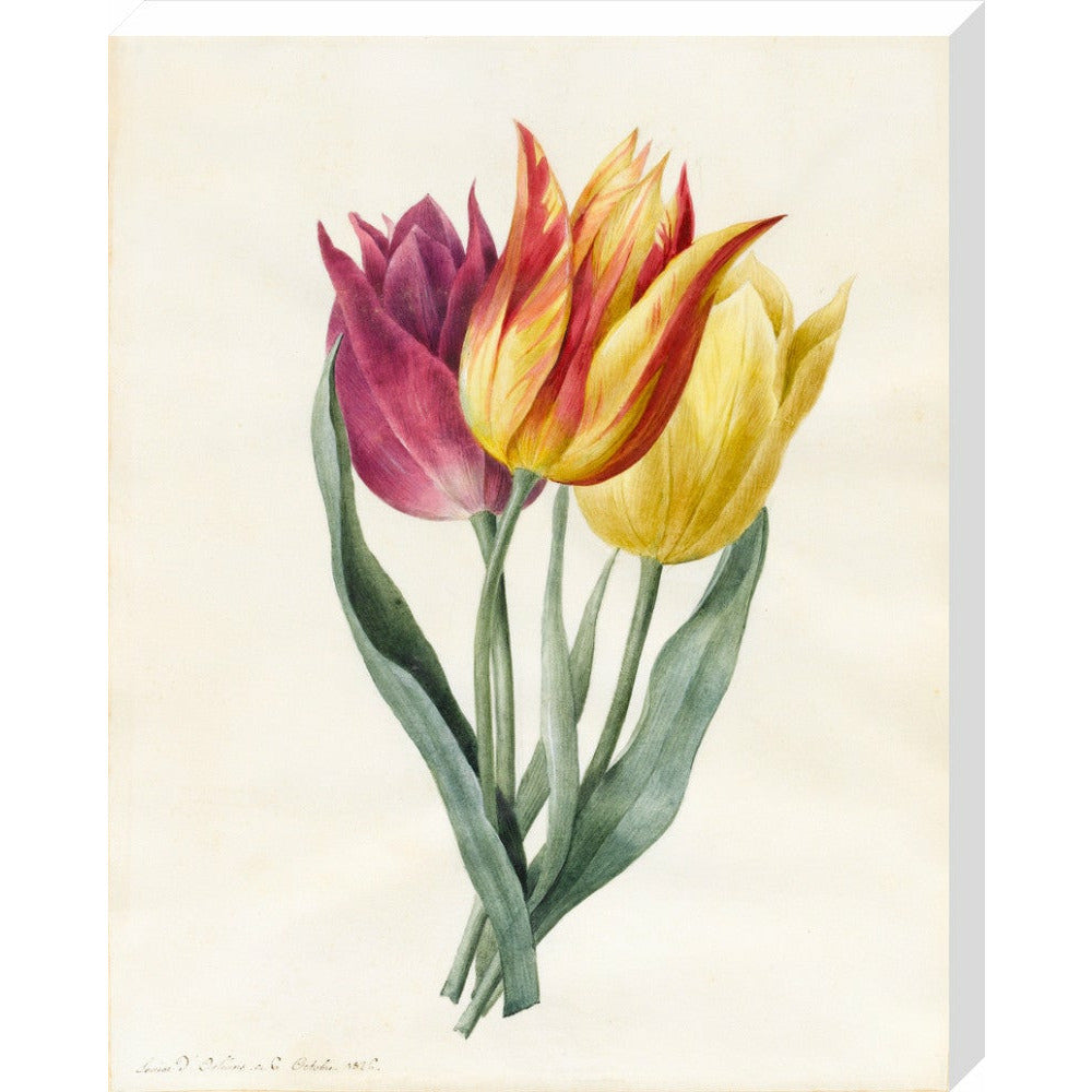 Three Lily Tulips - Art print
