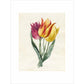 Three Lily Tulips - Art print