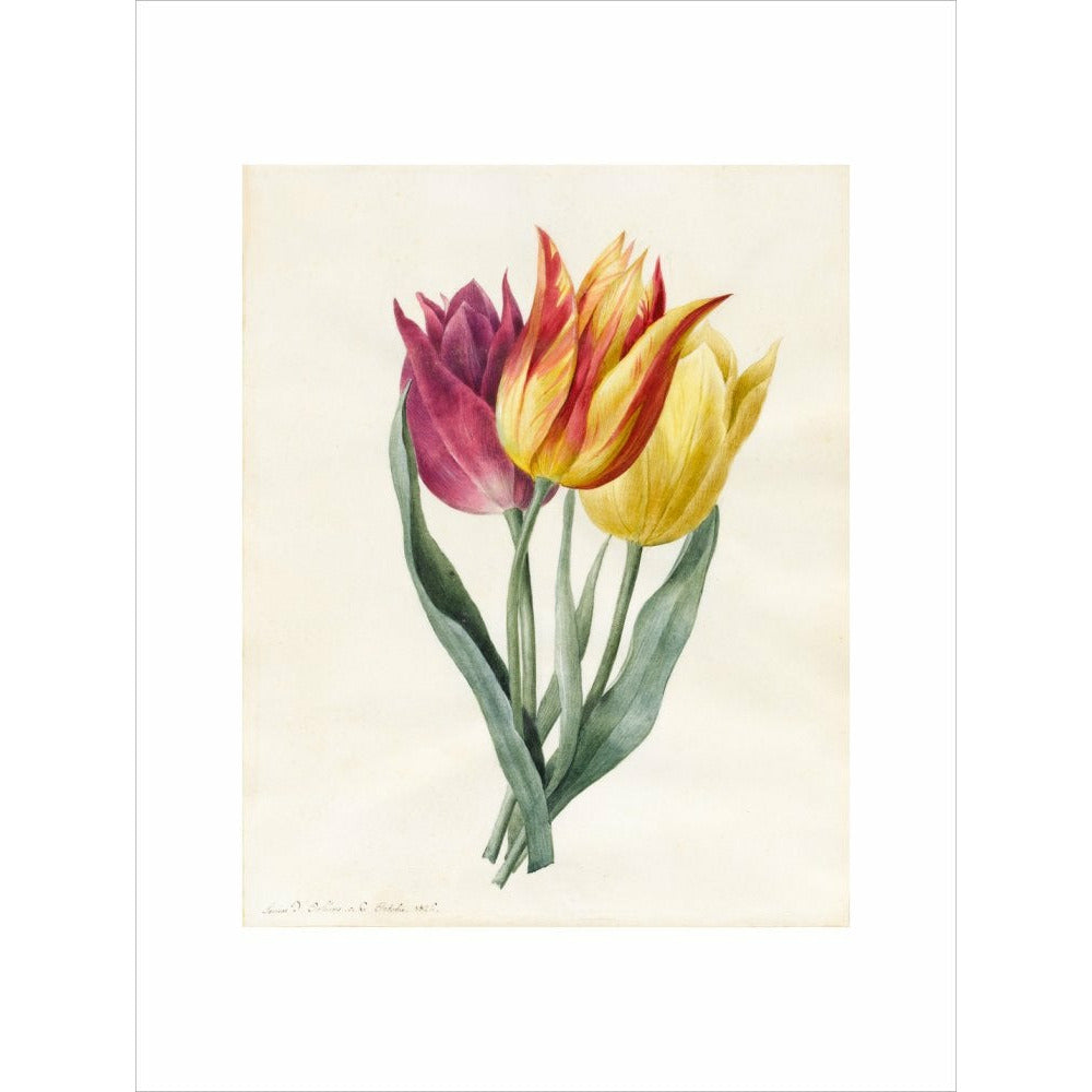 Three Lily Tulips - Art print