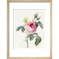 Pink rose and buds with Yellow Brimstone butterfly - Art print