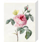 Pink rose and buds with Yellow Brimstone butterfly - Art print