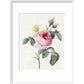 Pink rose and buds with Yellow Brimstone butterfly - Art print