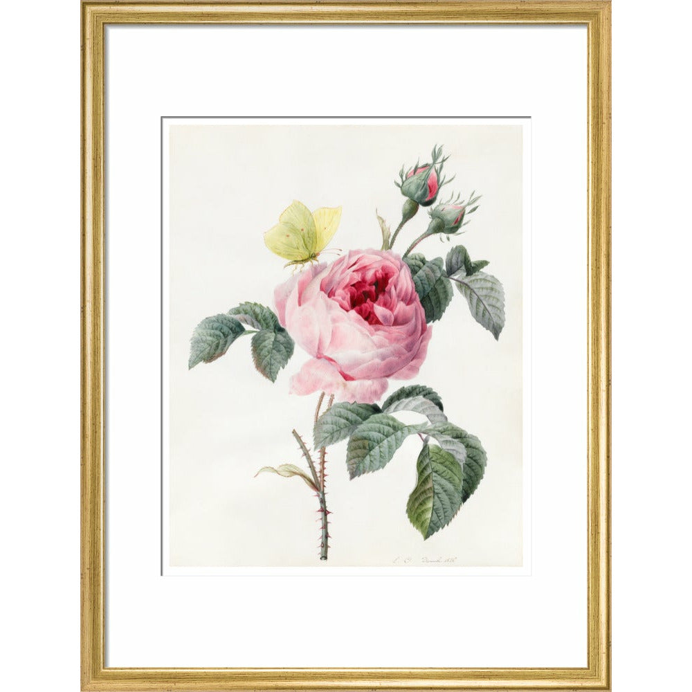 Pink rose and buds with Yellow Brimstone butterfly - Art print