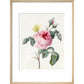 Pink rose and buds with Yellow Brimstone butterfly - Art print