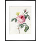Pink rose and buds with Yellow Brimstone butterfly - Art print