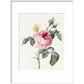 Pink rose and buds with Yellow Brimstone butterfly - Art print