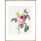 Pink rose and buds with Yellow Brimstone butterfly - Art print