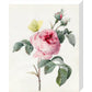 Pink rose and buds with Yellow Brimstone butterfly - Art print