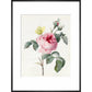 Pink rose and buds with Yellow Brimstone butterfly - Art print