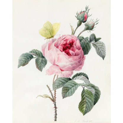 Pink rose and buds with Yellow Brimstone butterfly - Art print