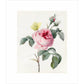Pink rose and buds with Yellow Brimstone butterfly - Art print