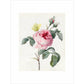Pink rose and buds with Yellow Brimstone butterfly - Art print