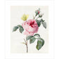 Pink rose and buds with Yellow Brimstone butterfly - Art print