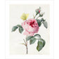 Pink rose and buds with Yellow Brimstone butterfly - Art print