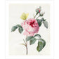 Pink rose and buds with Yellow Brimstone butterfly - Art print