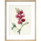 Everlasting Pea - Art print