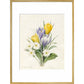 White Primroses and early Hybrid Crocuses - Art print