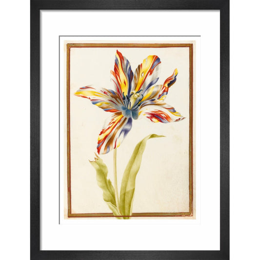 A multicoloured 'broken' tulip - Art print